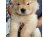 PoulaTo: chow chow na prodaju.